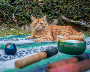 fluffy orange cat relaxing in the sound healing session and yoga practises