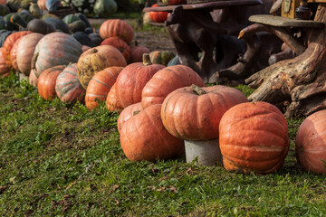 Fototapeta premium Harvest festival, pumpkins of various varieties lie on the grass. A pile of pumpkins of different colors and shapes lies near the road. Nature vegetable food agriculture harvest season.