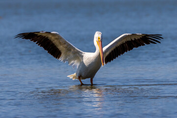 Portrait of American White Pelican with open wings on a Texas lake during an autumn stopover during her migration