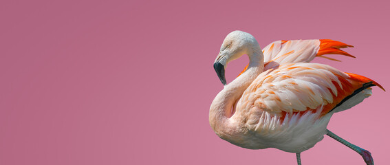 Banner with rosy Chilean flamingo isolated at smooth light pink or rosy background with copy space for text, closeup, details. Love and glamour concept. © neurobite