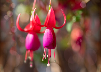 Delicate Fuchsia flowers with colourful background