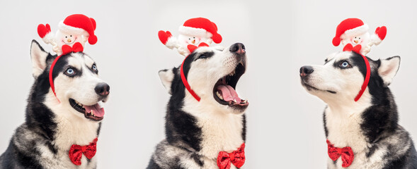 Portrait of the three funny husky dogs in funny carnival hoop over the background. Close up
