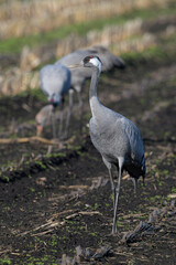 Common cranes on a corn field // Kraniche (Grus grus) auf einem Mais-Feld © bennytrapp