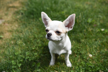 chihuahua  pelo bianco corto orecchie cucciolo amore amico uomo bello cagnolino 