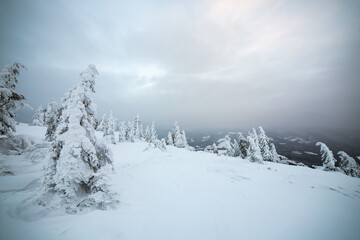Obraz premium Moody winter landscape of spruce trees cowered with deep white snow in cold frozen mountains.