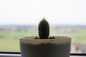 Green prickly succulent, cactus plant growing in pot on windowsill on rural landscape background....