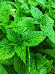 leaves