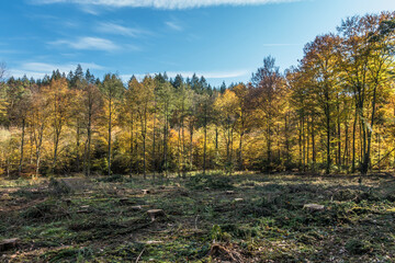 Wiederaufforstung nach Rodung im Mischwald