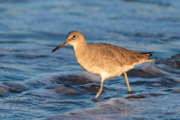 Least Sandpiper wades in the rising tidal ocean water of the beach shore looking for morning food.