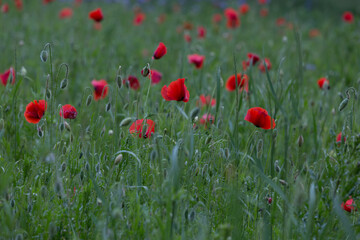 czerwone maki kwitnące wiosną na łące © Joanna