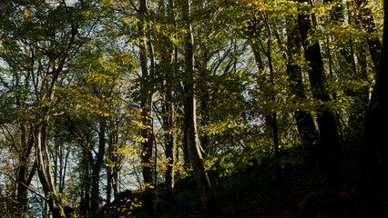 Forest views of tree trunks and leaves in autumnal light
