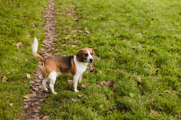 Naklejka na ściany i meble The beagle stands in the grass. Breed dog portrait. Happy Dog on the walk in the park.