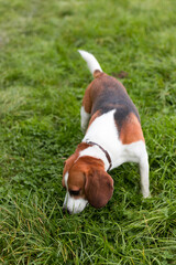 The beagle stands in the grass. Breed dog portrait. Happy Dog on the walk in the park.