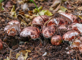 Der Pilz Rasiger Purpurschneckling HYGROPHORUS ERUBESCENS auf Laubwaldboden
