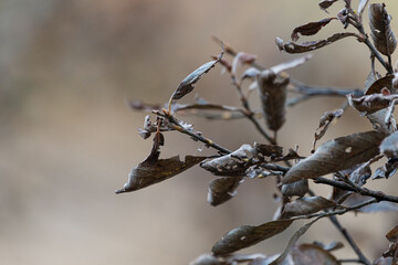 Leaves at fall in the Alps