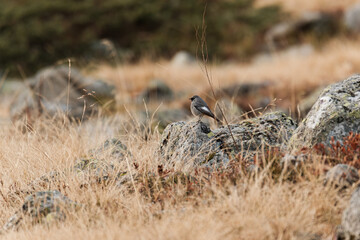 Black redstart bird in the mountain - Vanoise National Park