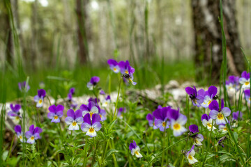 
Flower meadow, forest violets, spring in the forest