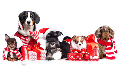 group dogs wearing a santa hat,  Christmas dogs