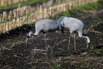 Common cranes on a corn field // Kraniche (Grus grus) auf einem Mais-Feld © bennytrapp
