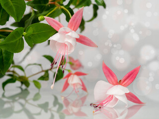 Beautiful bunch of a blooming pink and white fuchsia flowers over natural gray background with bokeh. Flower background with copy space. Soft focus