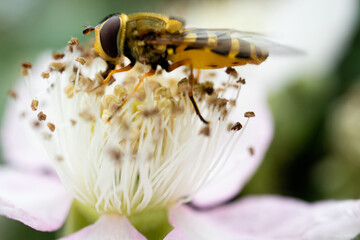 Soft focus of a bee gathering pollen from a flower