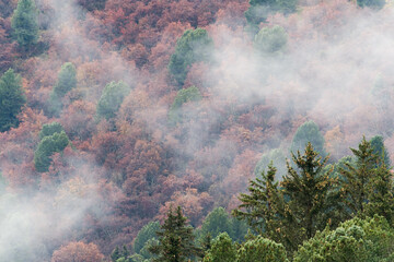 Forest fall colors in the mountains mist - Méribel