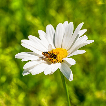 daisy flower in the grass with bee searching for nectar