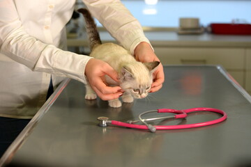 Kleintiersprechstunde. Süßes Kätzchen in der Tierarztpraxis
