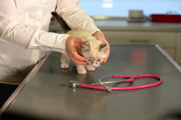 Kleintiersprechstunde. Süßes Kätzchen in der Tierarztpraxis