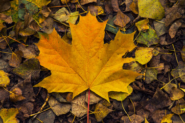 yellow fallen maple leaf on a background of autumn foliage