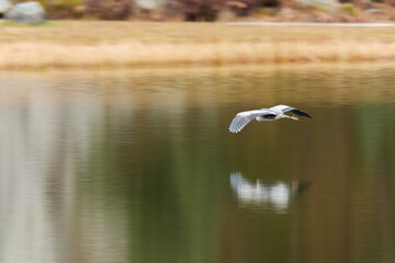 Grey heron flying over the lake - Tuéda Méribel - French Alps