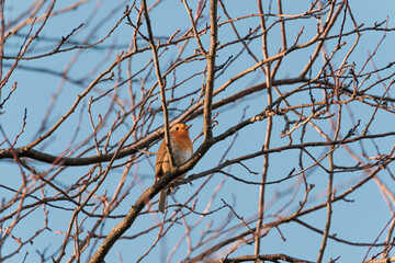 European robin on a branch