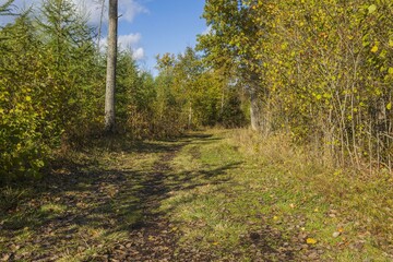 Amazing beauty on road in autumn forest on blue sky with white clouds. Beautiful autumn nature backgrounds.