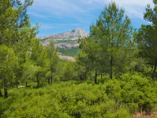 Fototapeta na wymiar Magnificent landscape of Provence near Aix en Provence with superb verdant nature and the Sainte-Victoire mountain in the background