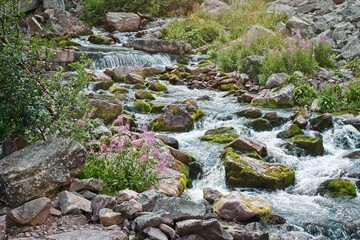A stream of water flows along the rocks among green plants in the Fulufjallet Nature Reserve