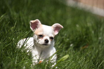 chihuahua cane cucciolo amore pet amico uomo muso cane musetto cagnolino 