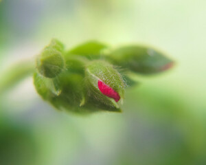 Close up Flower Bud