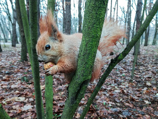 squirrel in the park