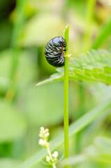 larva of timarcha tenebricosa