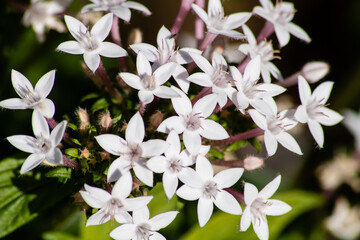 white pentas flowers