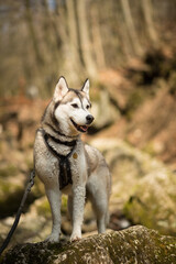 happy siberian husky dog portrait hiking in the woods in early springtime