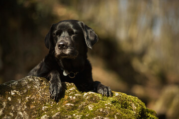 sleepy black labrador retriever dog portrait hiking in the woods in early springtime closing her eyes