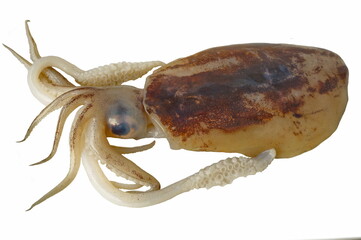 Cuttlefish. Detachment of mollusks from the cephalopod class. Lives mainly in the warm seas, close to the coast.