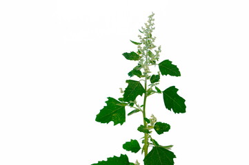 Quinoa. Leaves, flowers. Yellow pollen on the leaves.
One bush. White background.