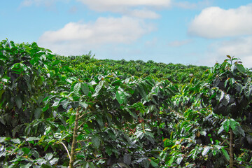 Fototapeta na wymiar Colombian coffee culture