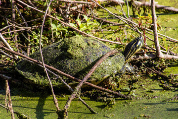 algae covered turtle