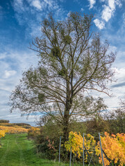 Misteln auf Baum im Herbst
