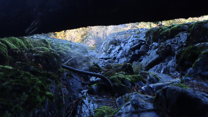 Under fallen Tree