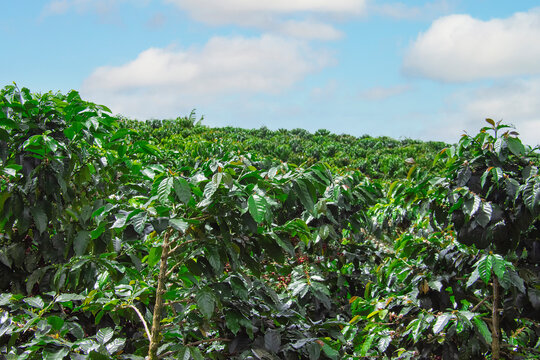 Colombian coffee culture