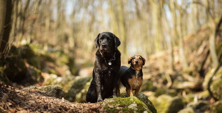 old black labrador retriever dog and a dachshund crossbreed portrait hiking in the woods in early springtime sitting on a rock